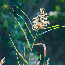 Image result for Phragmites karka