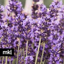 Maybe you would like to learn more about one of these? Dried Bulk Lavender Is Harvested And Packaged For Use In Recipes Etc