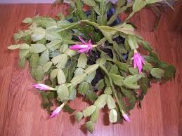 Since it blooms in the winter, christmas cactus is basically the perfect plant to be used as decoration during the holidays and wither festivities. 8 Non Toxic House Plants For Children Cats And Dogs Christmas Plants Plants Christmas Cactus