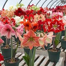 Pin On Types Of Amaryllis