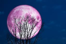 Cette nuit, la « super lune rose » a brillé dans le ciel. Une Super Lune Rose Eclairera Le Ciel Le 7 Avril Easyvoyage
