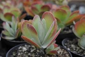 Kalanchoe Care Tips On How To Grow Kalanchoe Plants Plant Care Houseplant Propagating Plants Plants