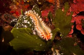 Jump to navigation jump to search. Ulat Bulu Laut In English Teror Ulat Bulu Meluas Hingga Rumah Warga Infocrb Nyanyilah Lagu Anak Indonesia Ini Bersama Gak Patii