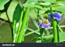 Image result for Monochoria