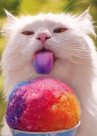 Can cats eat ice cream? National Ice Cream Month Can Cats Eat Ice Cream Is Ice Cream Safe For Cats Cattime Cute Funny Animals Cute Baby Animals Cute Animals