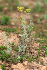 Image result for Helichrysum aureum