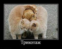 Трикотаж / Прикольные картинки / смешные картинки и другие приколы:  комиксы, гиф анимация, видео, лучший интеллектуальный юмор.
