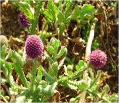 Image result for Sphaeranthus peduncularis