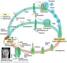 Maybe you would like to learn more about one of these? 15 Bryophytes Ideas Life Cycles Biology Plants Plant Life Cycle