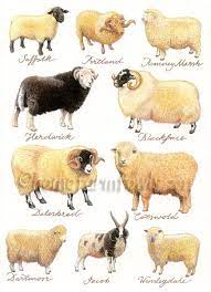 Common Sheep Breeds Uk Sheep Breeds Sheep Animals