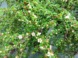 Image result for Cotoneaster microphyllus