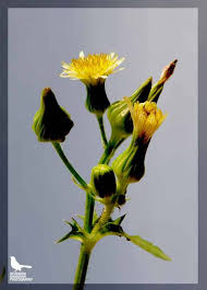 Image result for Pentanema indicum