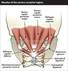 It comprises the vertebral column (spine) and two compartments of back muscles; Occipital Neuralgia And Suboccipital Headache C2 Neuralgia Treatments Without Nerve Block Or Surgery Caring Medical Florida