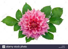 Pin On Flowers
