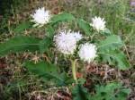 Image result for Vernonia musofensis