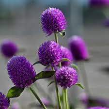 Pin On Gomphrena