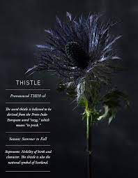 Flower Glossary Thistle Flower Meanings Thistle Flower Planting Flowers