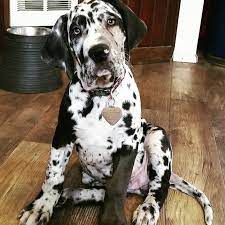 Daniffs are smart, funny, and very curious dogs. Callie The Daniff Great Dane Mastiff Mix 10 Weeks Old Great Dane Mastiff Great Dane Mastiff Mix Great Dane
