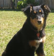 Australian Shepherd Beagle Mix Black And White Dakotah Shepherd Information And Pictures Dakotah Shepherds English Shepherd Dogs Dog Breeds