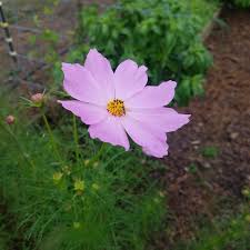 Soap liquid helps to retain organic pesticide on the plant for long time. Companion Planting For Pest Control The Beginner S Garden