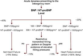B Type Natriuretic Peptides And Echocardiographic Measures