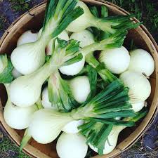 After all, onion powder is just dried and pulverized onions—the essence of onion, if you will. Diy Dried Minced Onion Salt In My Coffee