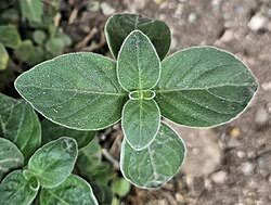 Image result for Dicliptera sericea