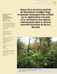 Image result for Xymalos monospora