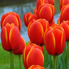 Tulip World S Favourite White Flower Farm Tulips Gnome Garden