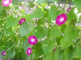 Image result for Ipomoea vernalis