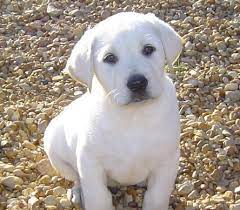 White Labrador Retriever Puppies Lab Puppies White Lab Puppies White Labrador