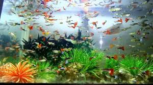 Relaxing Mix Music Chill Sounds 2018 Vol02 4k Hd 10 Mins Of Beautifu Hi All Fish Lovers Enjoy My New Relaxi Beautiful Fish Fish Tank Aquarium Fish Tank