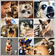The best preparation for tomorrow is doing your best today. Jen On Twitter How Are You Doing Today In Hazel Aka Thomasgibson S Dog Scale Hazelthequeen Thomasgibson Weaselratsqueaker Hazel Imthomasgibson Https T Co Hwxzr6n1mc Twitter