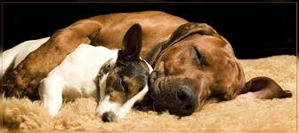 Check spelling or type a new query. Gute Nacht Mein Bruder Foto Bild Tiere Haustiere Hunde Bilder Auf Fotocommunity