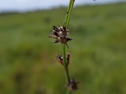 Image result for Scleria hispidula