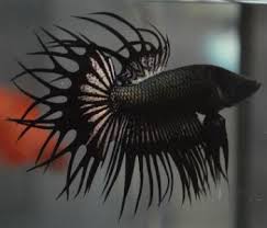 283 likes · 5 talking about this. King Crowntail Betta For Sale The Ultimate Achievement In Crowntail Breeding Bettas Betta Betta Fish Care Siamese Fighting Fish