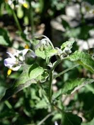 Image result for Solanum americanum