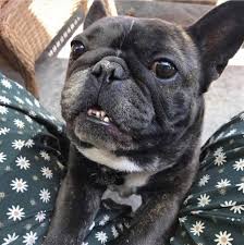 Search virginia dog rescues and shelters here. American Bulldog Rescue Va