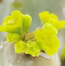 Image result for Euphorbia debilispina