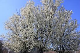 Cherry blossom trees in missouri. Flowering Tree In St Louis Missouri Free Stock Photos In Jpg Format For Free Download 2 81mb