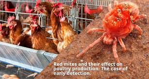 Image result for red mite