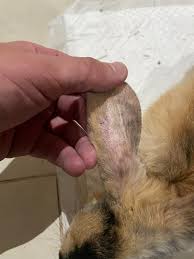 Image result for scabies rabbits ears