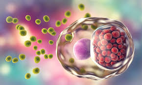 Image result for Chlamydia Trachomatis