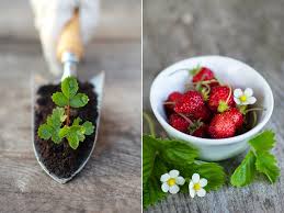 Bohnenkraut wächst bei mir an vielen stellen ,so zwischen den erdbeeren und natürlich bei seinem. Erdbeeren Gartenzauber