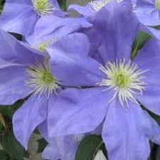 Maybe you would like to learn more about one of these? Clematis Fujimusume Bestellen Online Bij Directplant Directplant