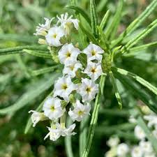Image result for Heliotropium ciliatum