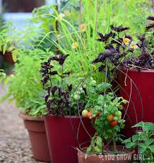 Check spelling or type a new query. Mohamed Ultra Dwarf Tomato Seeds Great For Apartments Etsy Tomato Seeds Seeds You Grow Girl