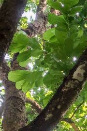 Image result for Pseudospondias