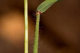 Image result for Leptochloa panicea