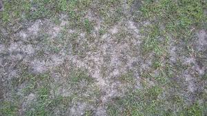 In addition, the lawn will burn less during the summer period. Burnt Grass After Using Weed And Moss Killer Bbc Gardeners World Magazine